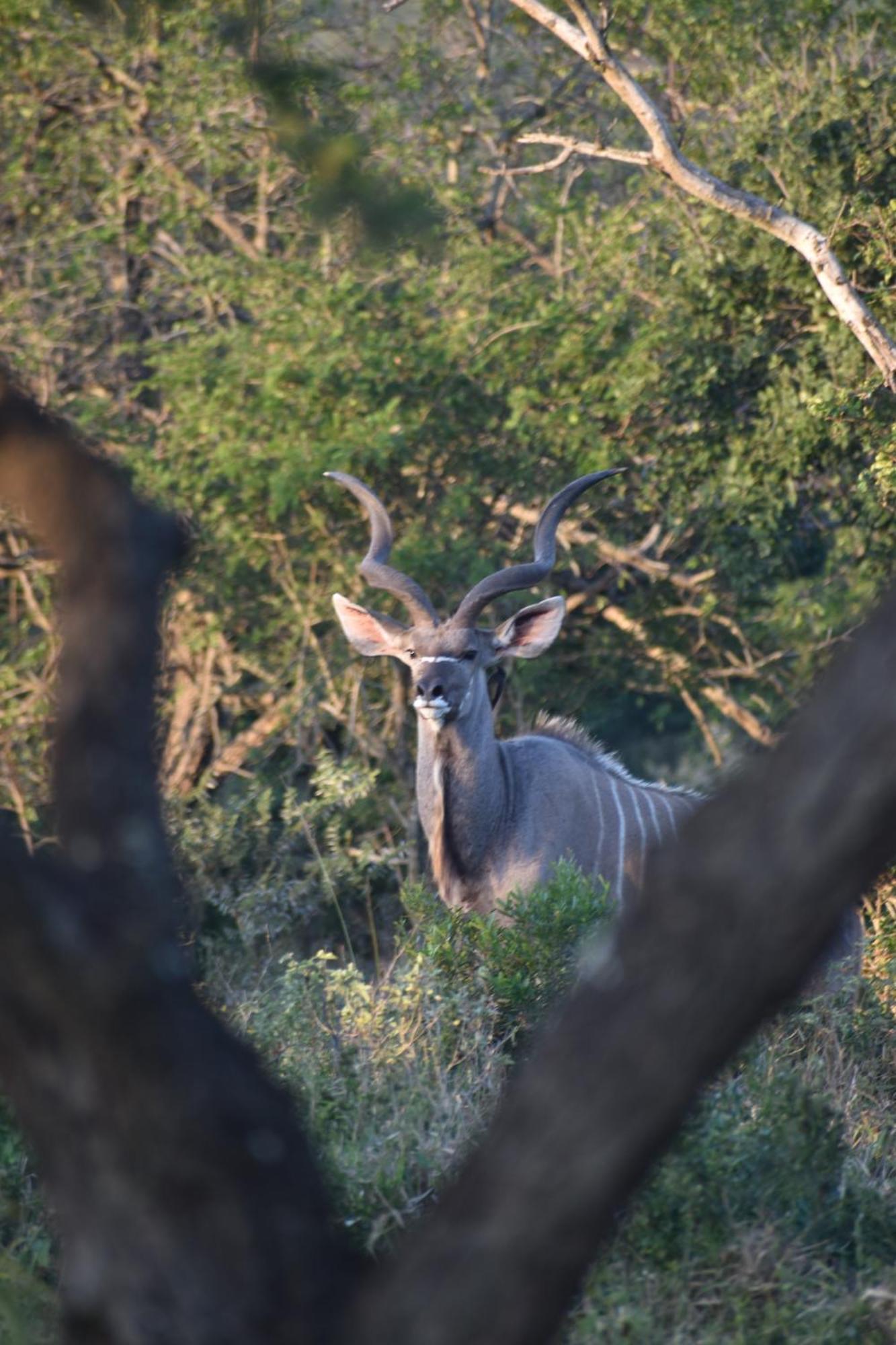 Duiker Game Lodge Hluhluwe Esterno foto